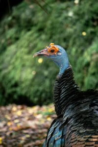 Vibrant ocellated turkey photographed in lush green surroundings, showcasing its unique plumage.